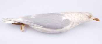 Media type: image;   Ornithology 328073